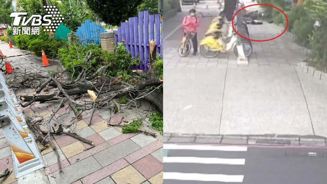 板橋區人行道路樹倒塌，當場砸傷1名女行人。（圖／TVBS）