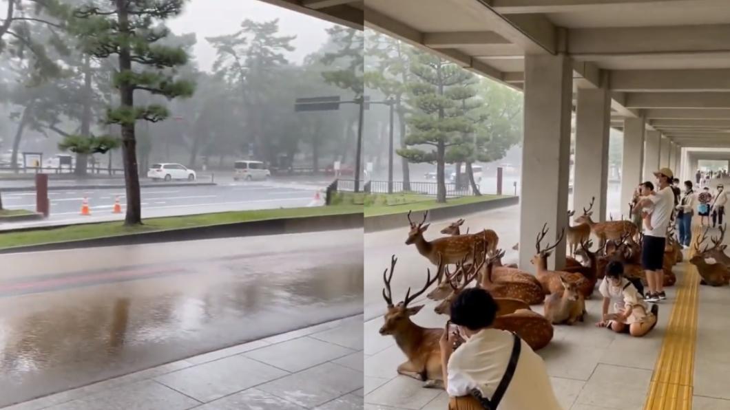 奈良下起大雨，可愛的鹿群與民眾一起在有屋簷遮擋的道路邊躲雨。（圖／翻攝自@TansuYegen推特）