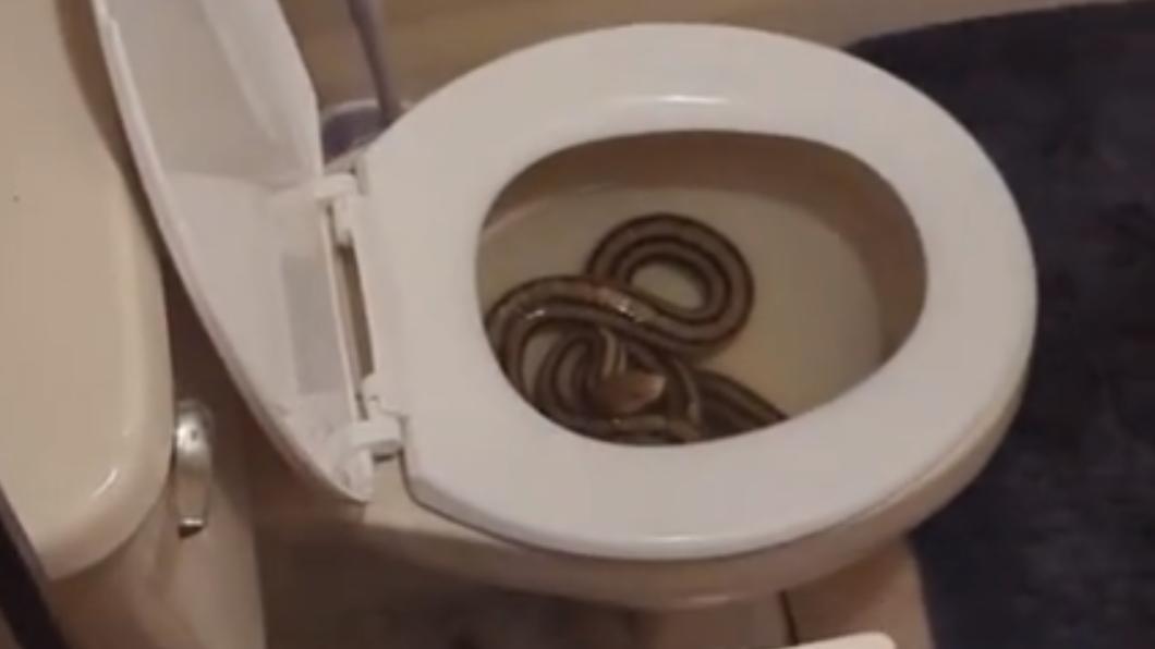 國外有名女網友發現馬桶有蛇。（圖／翻攝自missycina抖音）