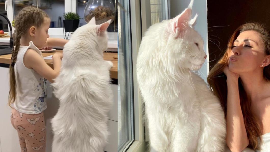 俄羅斯貓奴米尼娜家的巨貓，與她4歲的女兒差不多高。（圖／翻攝自yuliyamnn IG）