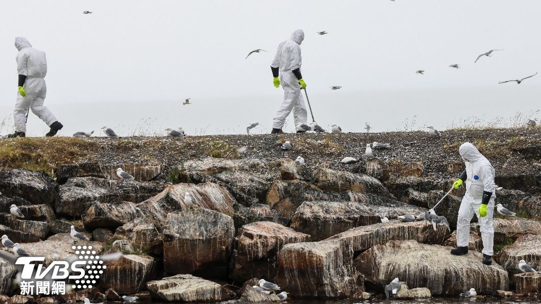 挪威衛生人員正在進行消毒，同時確認還有沒有死亡鳥類遺體。（圖／達志影像歐新社）