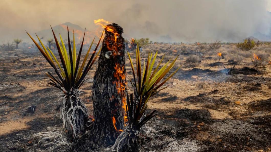 失控野火肆虐生態環境敏感的美國莫哈維沙漠。（圖／翻攝自KTLA 5 YouTube影片）