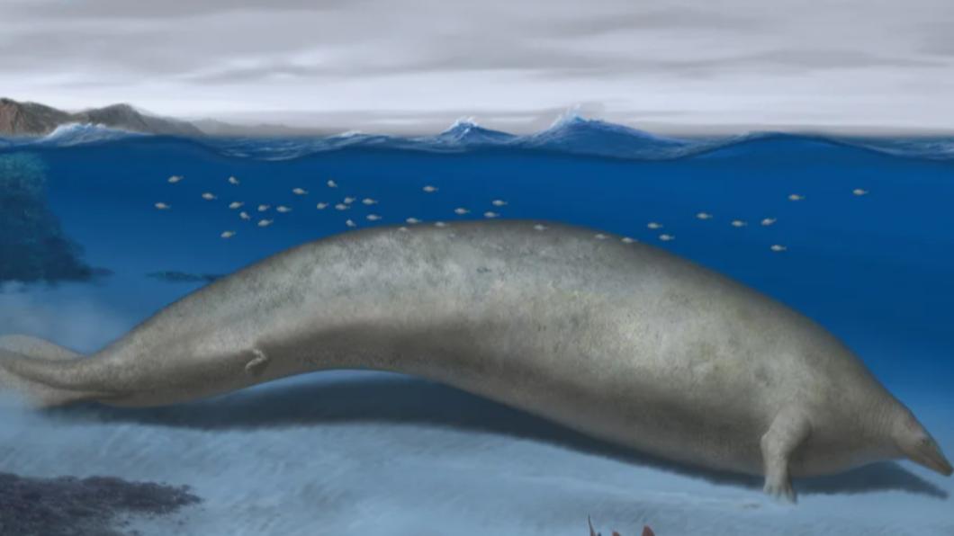 秘魯巨鯨（Perucetus colossus）最長約20公尺，最重達340公噸。（圖／翻攝自《CNN》）