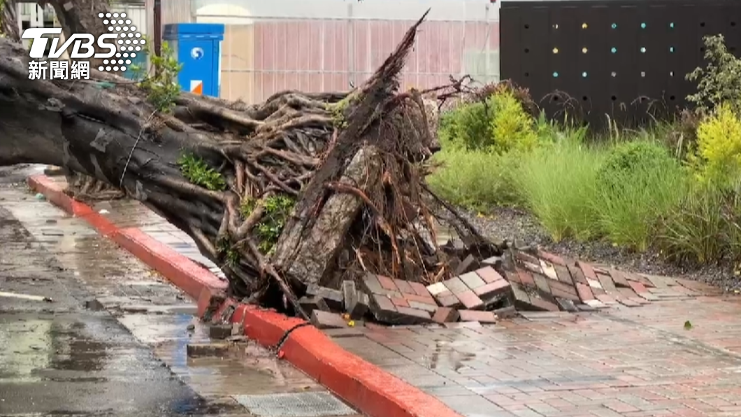 中颱卡努逼近，北台灣各地出現風雨，導致路樹倒塌。（圖／區國強攝）
