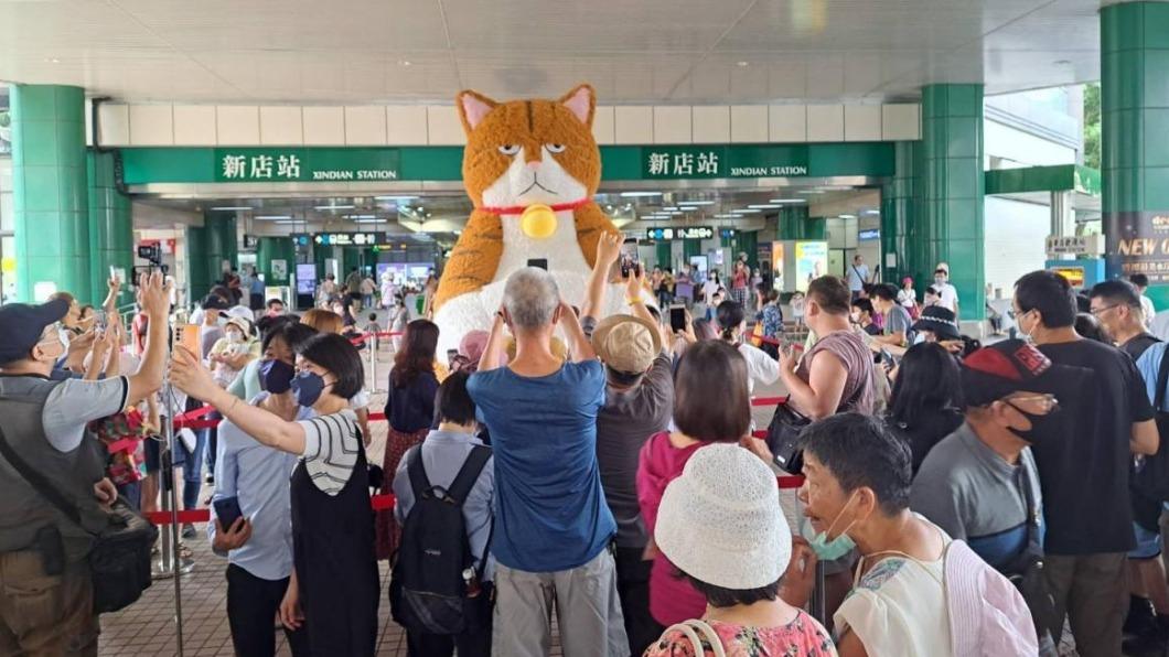 橘貓重重常常不定期出現在全台各地市集活動。（圖／瘋貓祭提供）