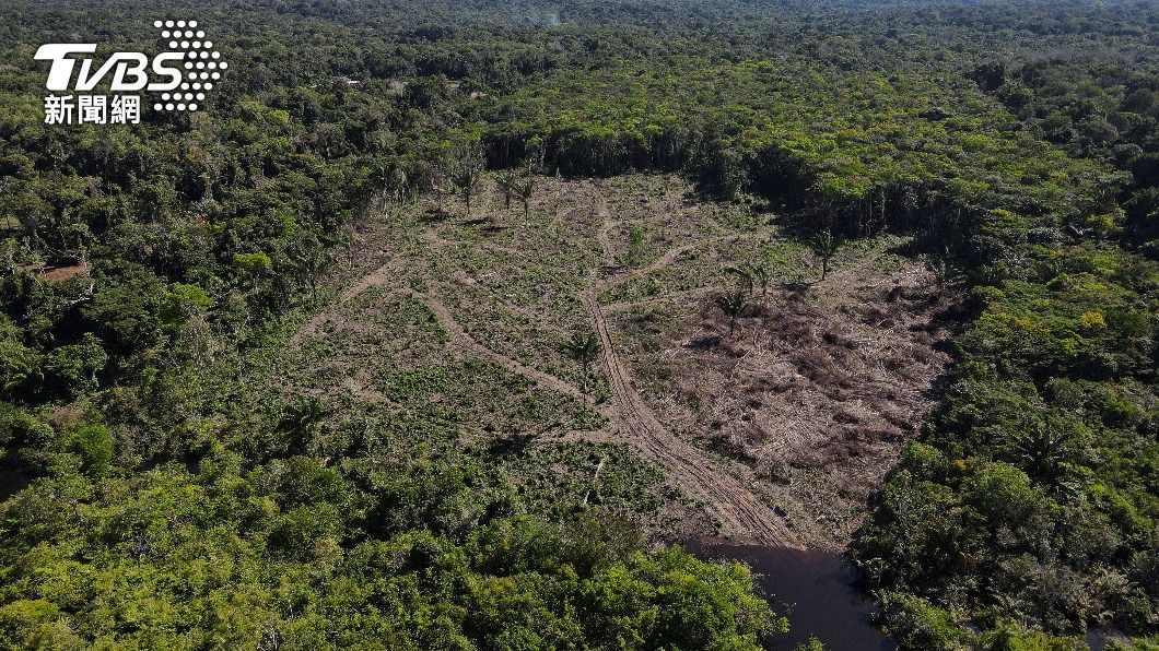 亞馬遜雨林砍伐問題嚴重。（圖／達志影像路透社）