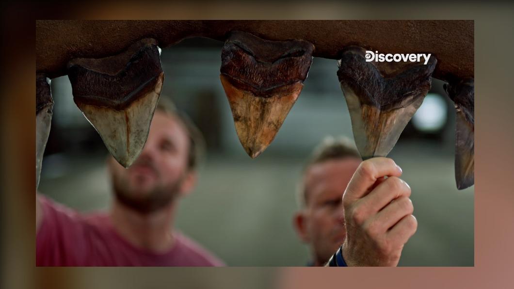 科學家對巨齒鯊牙齒進行化學分析，得出驚人發現。( 圖 / Discovery頻道 提供)