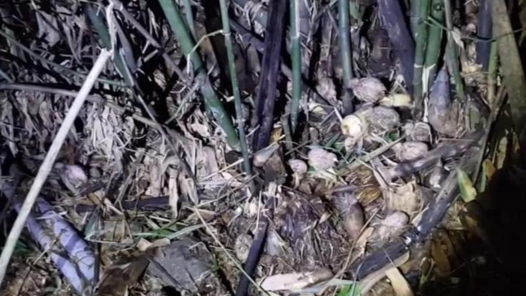有上千隻鵪鶉被丟棄在步道旁的草叢裡。（圖／翻攝自陳慶福臉書）