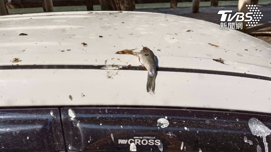 基隆市田寮河畔，因為路旁行道樹都有鷺科鳥類築巢，常常會被鳥糞彈洗，甚至還出現「下魚」的奇景。（圖／ＴＶＢＳ）