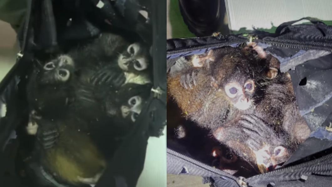 墨西哥少年被逮後，背包發現7隻蜘蛛猴。（圖／翻攝自US Border Patrol RGV Sector Facebook）