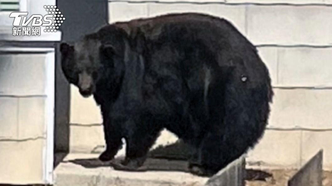 當局表示，黑熊平均體重為100至300磅，但64-F重達400磅（約181公斤），可說是一頭巨熊。（圖／達志影像美聯社）