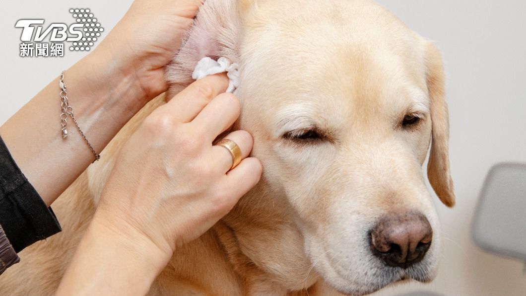 專家學者發現狗的耳朵中藏有致命的「耳念珠菌」。（示意圖／Shutterstock達志影像）