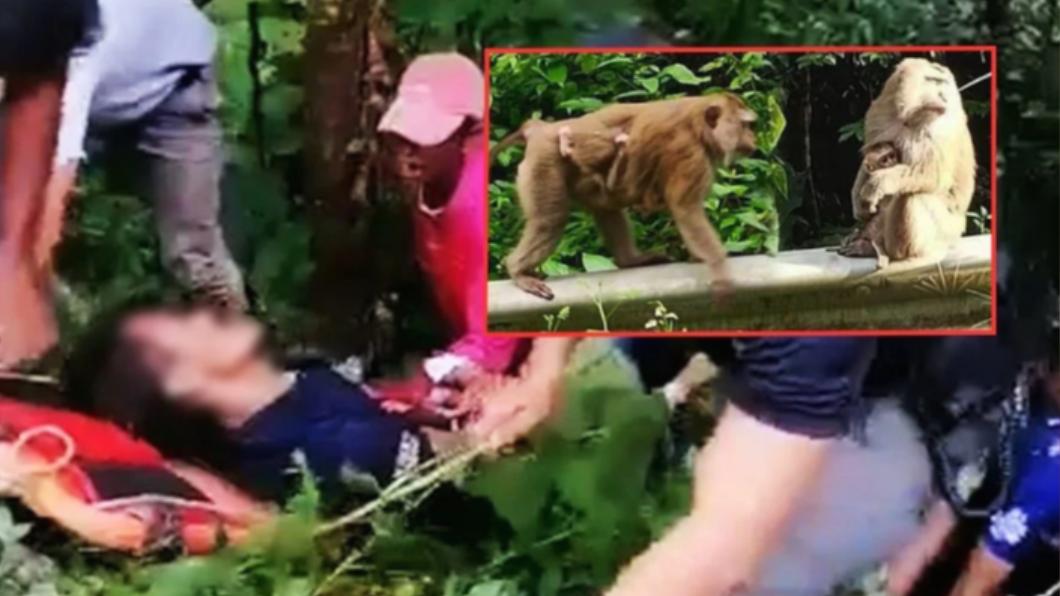 男被豚尾獼猴（pig-tailed macaque）圍攻重傷。（圖／翻攝自《The Thaiger》）