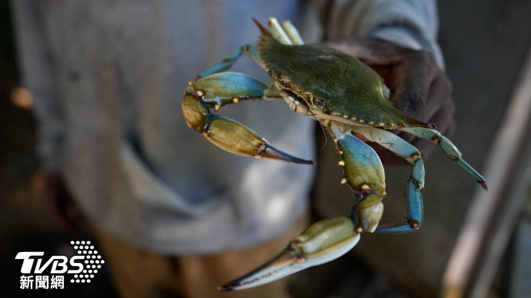 藍蟹在北美被視為熱門菜餚，在歐洲卻變成生態威脅。（圖／達志影像美聯社）