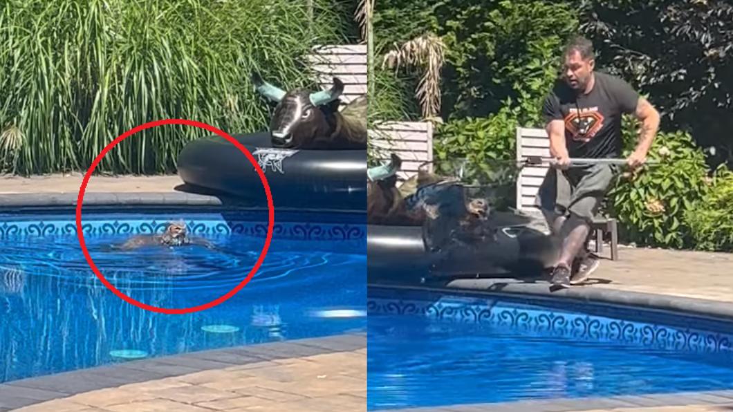 一隻貓頭鷹在泳池中溺水，所幸被救援隊用網子成功撈起。（圖／翻攝自Strong Island Animal Rescue League臉書）