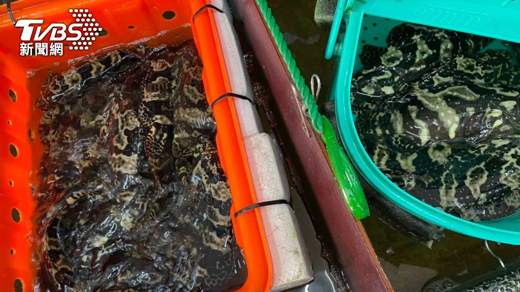 澎湖養殖漁業災損高達7千萬元。（圖／中央社）