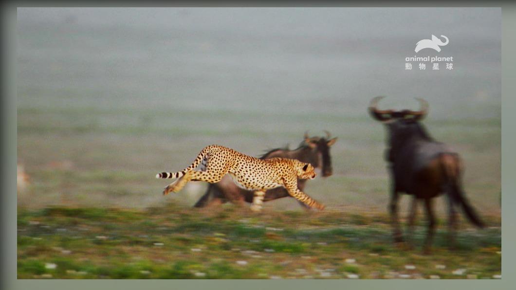 獵豹是地表速度最快的陸棲哺乳動物。(圖/動物星球頻道 提供)