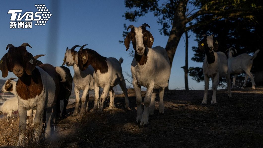 西班牙、美國、智利都開始出動山羊清除灌木叢以對抗野火。（圖／達志影像路透社）