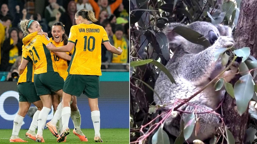 澳洲國寶無尾熊預測國家隊將在女子世界盃8強擊敗法國。（圖／達志影像美聯社、翻攝自Twitter@Reuters）