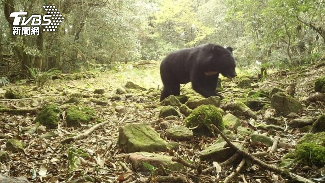 玉山國家公園出現不少黑熊。（圖／玉管處提供）
