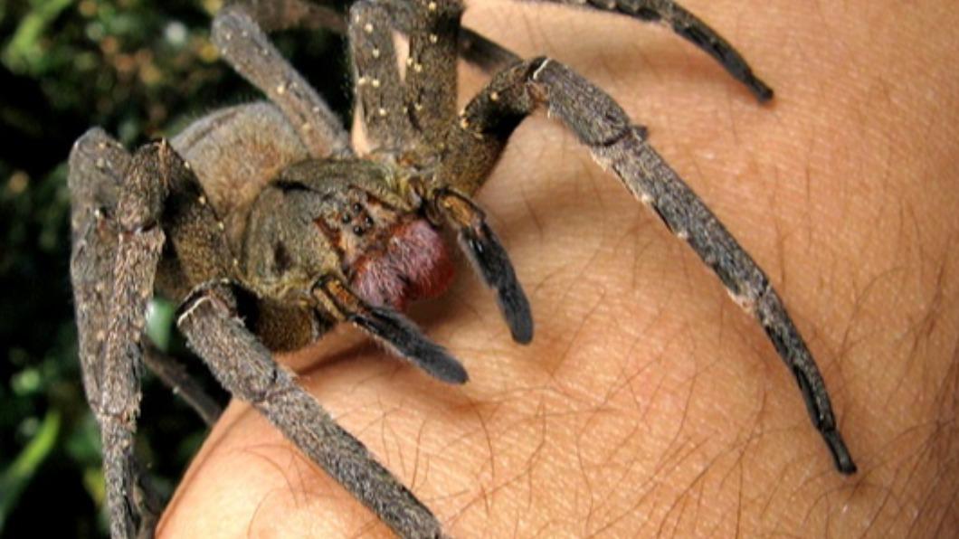 羅納德在工作的時候,不慎被巴西流浪蜘蛛咬傷中毒。(示意圖/翻攝自維基百科)