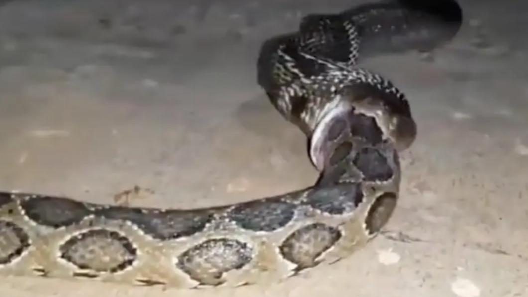 印度民眾捕捉到蛇吞蛇的罕見畫面。（圖／翻攝自紐約郵報）