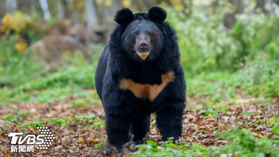 美國科羅拉多州發生黑熊闖民宅攻擊人，被82歲阿嬤趕跑的事件。（示意圖／達志影像Shutterstock）