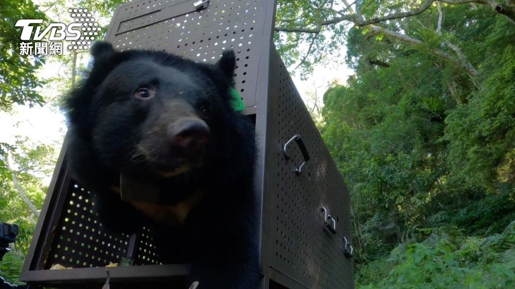 台灣黑熊身體康復並在15日順利野放。（圖／TVBS）