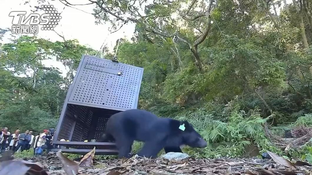 此次野放行動創下臺灣黑熊保育史上首度由部落共同協力野放的紀錄。（圖／TVBS）