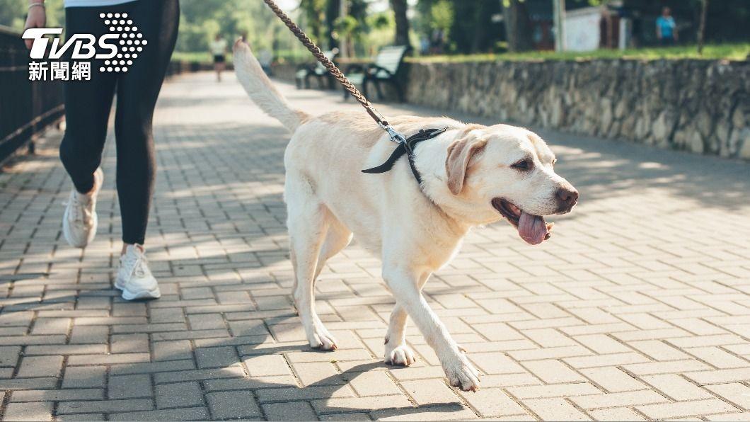 天氣炎熱毛孩也容易中暑。（示意圖／shutterstock達志影像）