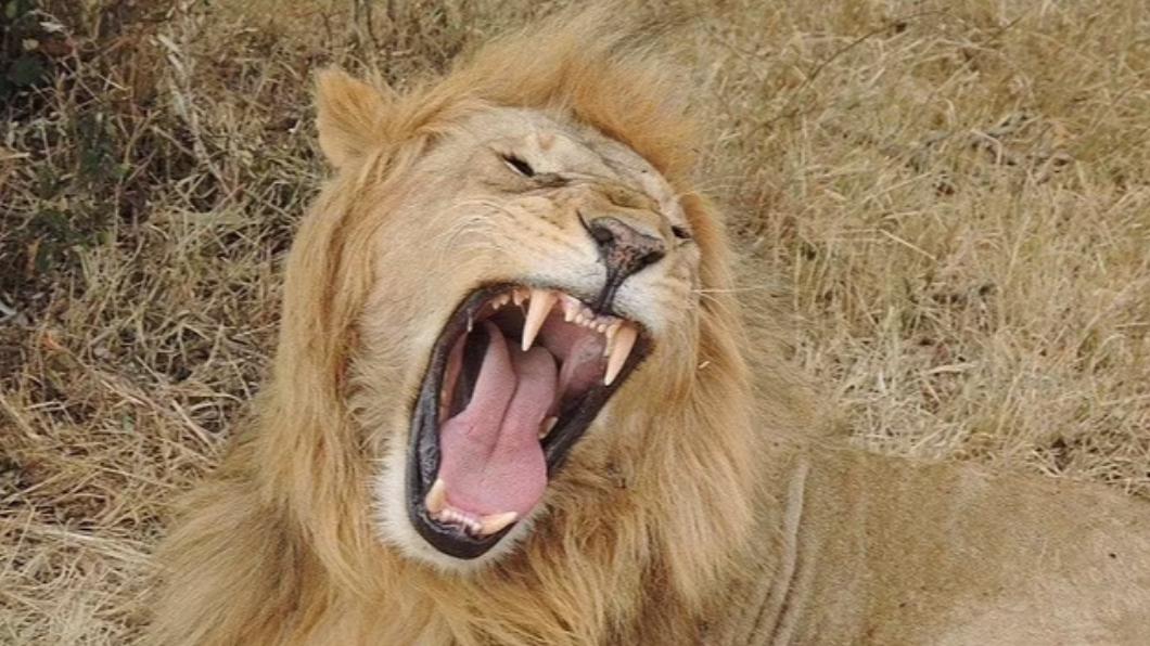 南非一處野生動物保護區驚傳獅子攻擊事件。（示意圖／翻攝自Daily Mail）