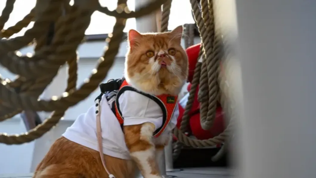 新加坡的愛貓人士可以帶著寵物一起搭乘郵輪。（圖／翻攝自klook官網） 