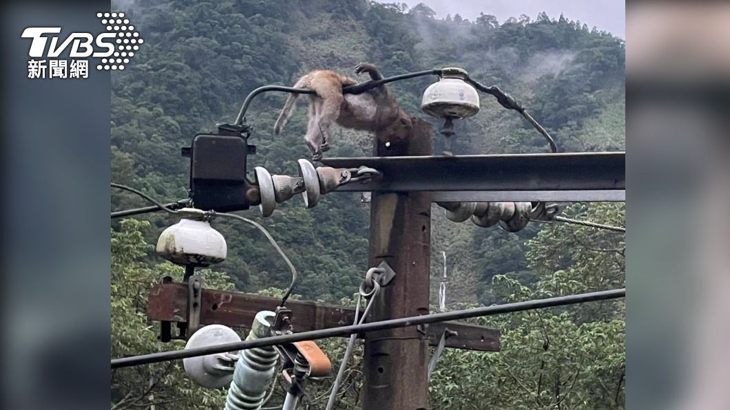 台灣獼猴誤觸高壓電導致附近住戶停電。（圖／議員楊文昌提供）