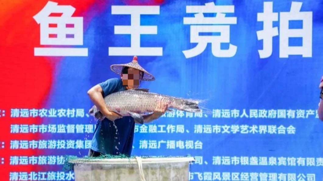 魚王拍賣激烈。（圖／翻攝自澎湃新聞）