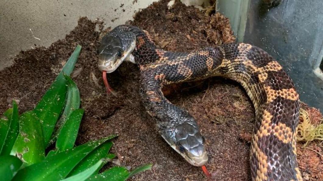 美國德州（Texas）韋科（Waco）發現雙頭德州鼠蛇（western rat snake）。（圖／翻攝自 FB＠Cameron Park Zoo）