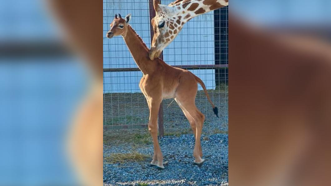 布萊茲動物園（Brights Zoo）誕生「無斑點」網紋小長頸鹿（reticulated giraffe）。（圖／翻攝自《衛報》）