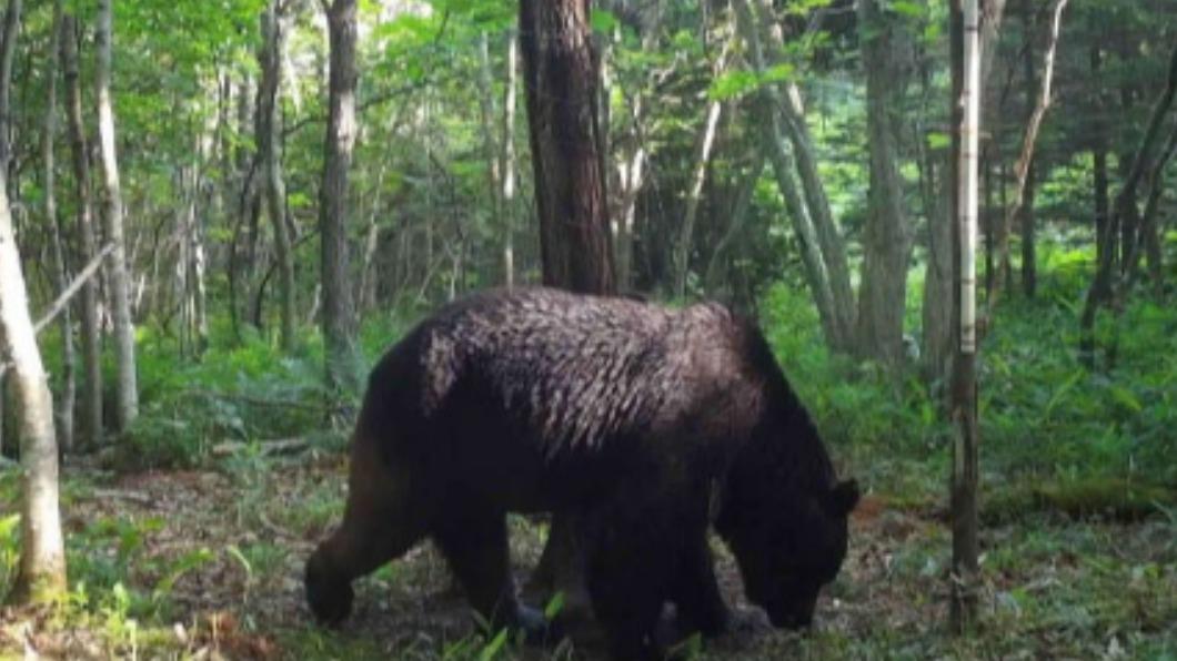 在北海道殺死多頭乳牛、造成農民驚懼受怕的巨型棕熊「OSO18」已被獵殺。（圖／翻攝自@sapporolife2021推特）