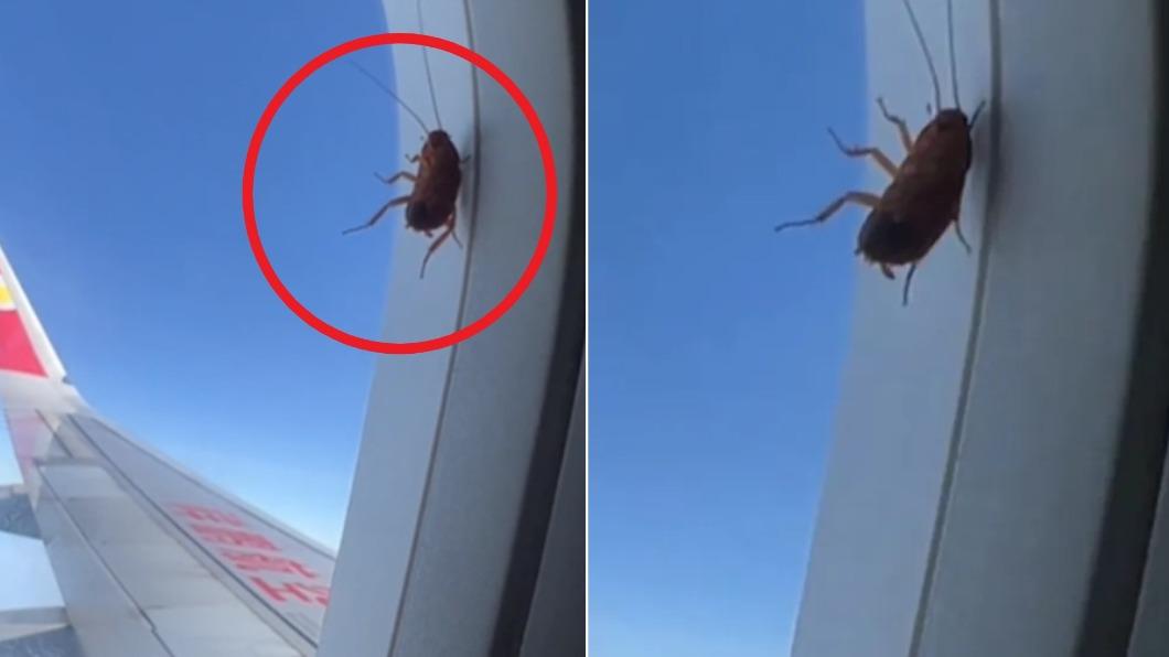 中國1名女子搭機時看到有蟑螂趴在窗戶外。（圖／翻攝自Twitter@TongMediaHK）