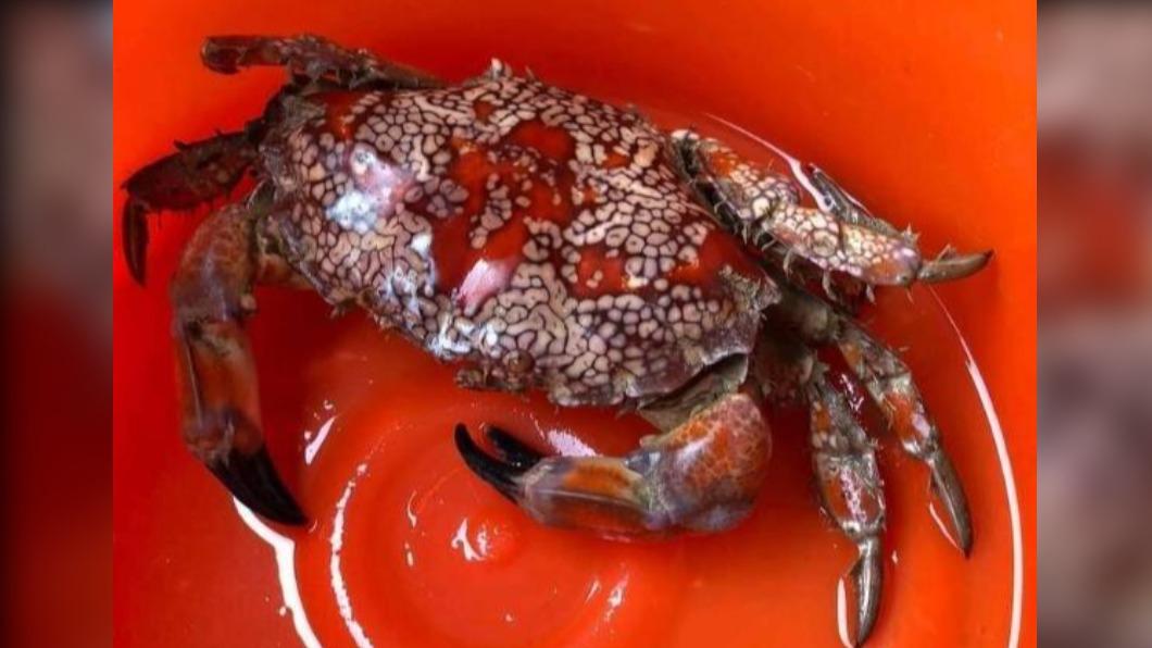 澎湖漁民捕獲色彩鮮艷的螃蟹，結果是目前已知最毒的「繡花脊熟若蟹」。（圖／民眾提供）