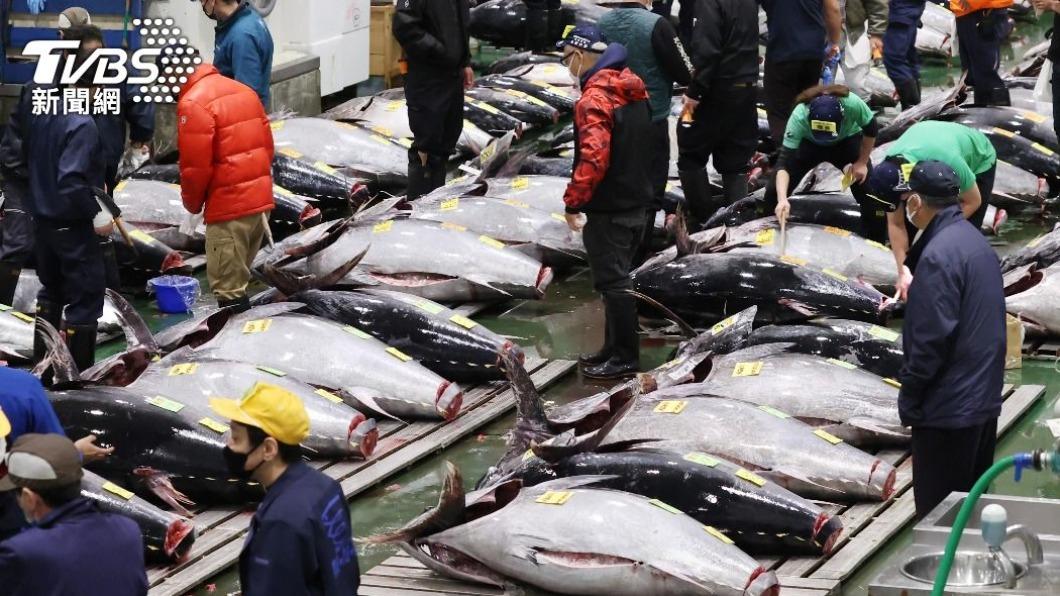 身為食物鏈上層的黑鮪魚，專家建議在核廢水排放後，民眾應減少食用。（圖／達志影像美聯社） 饕客注意！日本排核廢水入海　專家示警3種海鮮先別吃