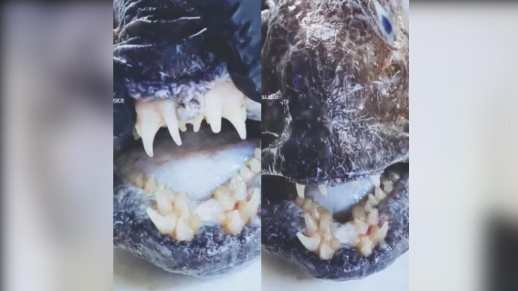 俄羅斯漁夫釣到狼鰻（Wolf eels），一整排巨牙和人類的臼齒（molar）極度相似。（圖／翻攝自《鏡報》）