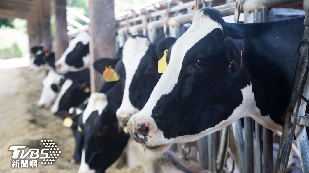 全球暖化恐影響乳牛健康。（示意圖／shutterstock達志影像）