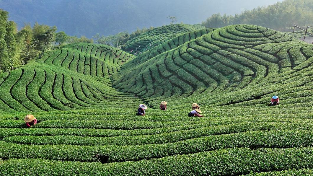 南投的茶文化是外國旅客喜愛探訪的目的地之一。（圖／觀光局提供）