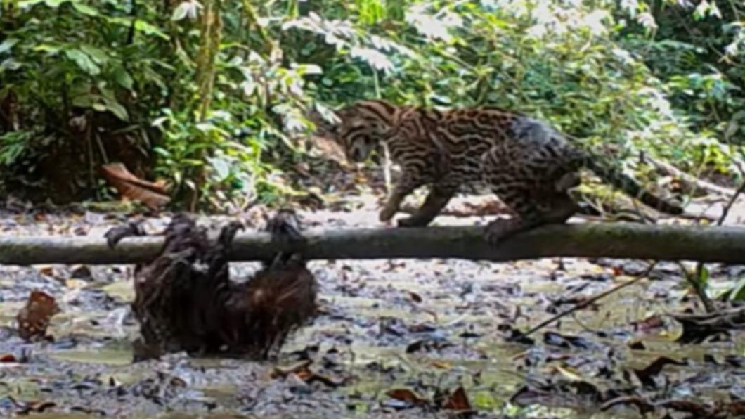 數月前曾罕見拍下樹懶對決美洲豹貓的珍貴畫面。（圖／翻攝自@ Camila Bastidas Domínguez　YouTube）