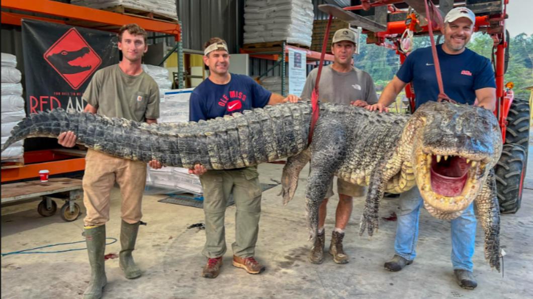密西西比州抓到巨大鱷魚。（圖／翻攝自Red Antler Processing Facebook）