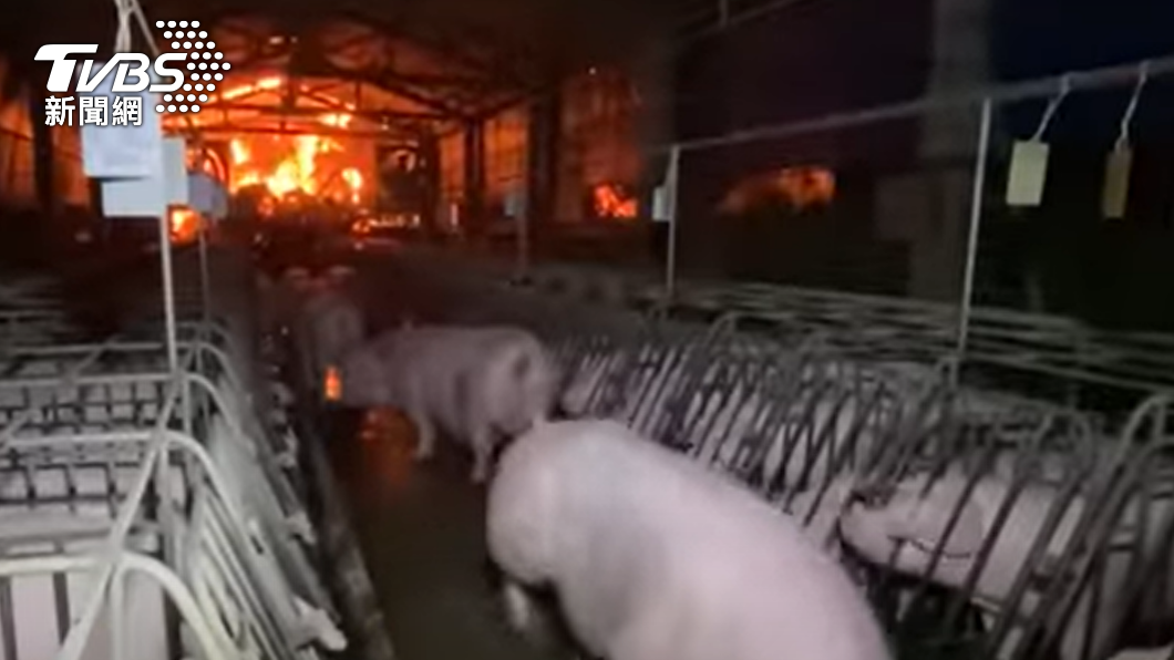 1500頭母豬險成烤豬。（圖／TVBS）