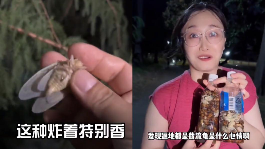山東大媽到日本，晚上到公園狂抓蟬來吃，裝了2個寶特瓶，十分沾沾自喜。（圖／翻攝自@AboutUyghurs推特）