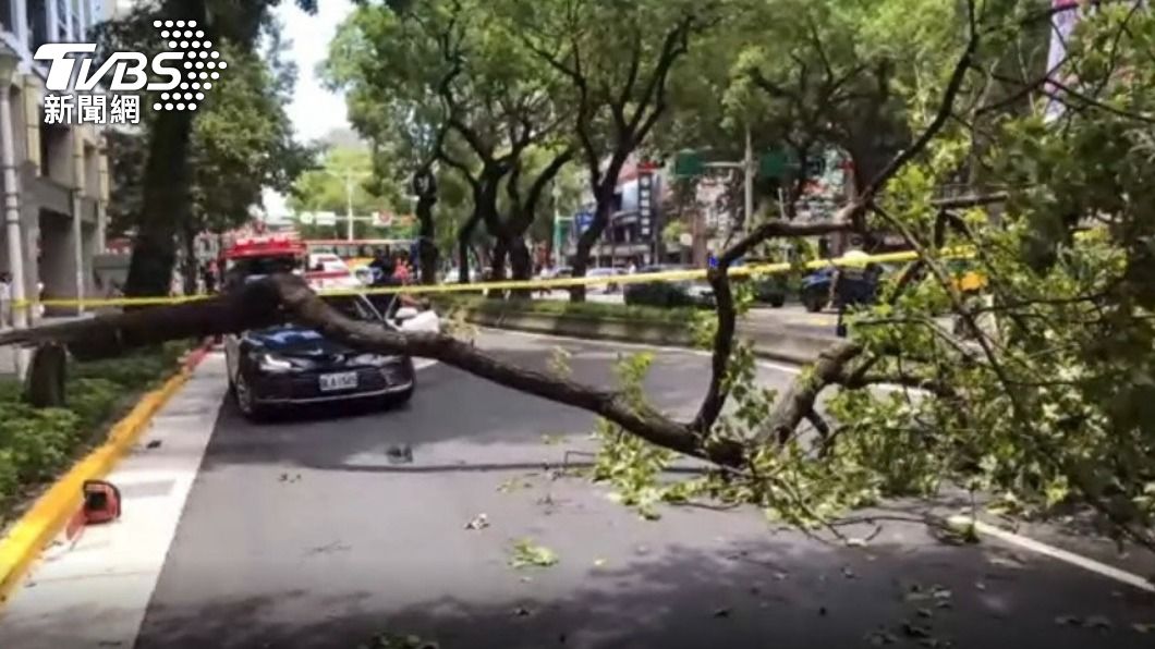 台北市稍早傳出路樹倒塌砸中機車，騎士傷重不治。（圖／TVBS）