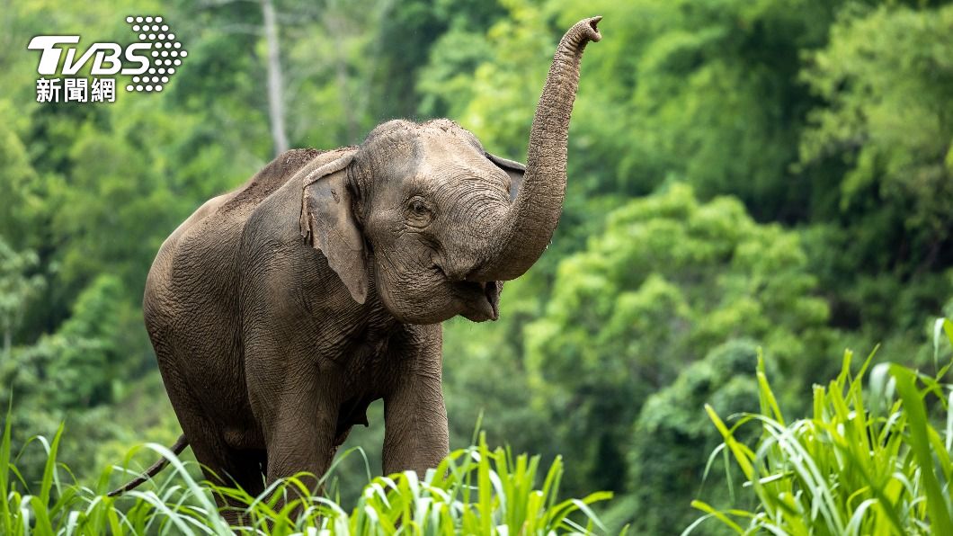泰國發生大象殺人類案件。（示意圖／達志影像shutterstock）
