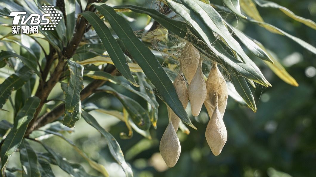 澳洲二寶媽發現樹上掛著詭異豆莢。（示意圖／shutterstock達志影像）